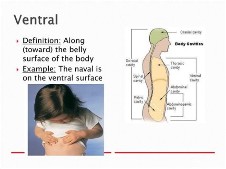 What does ventral mean in anatomy?