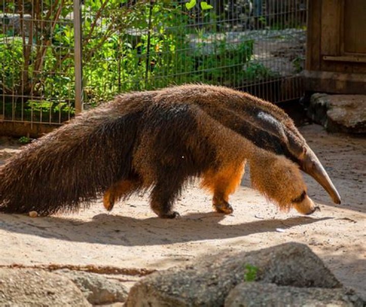 What eats an anteater?