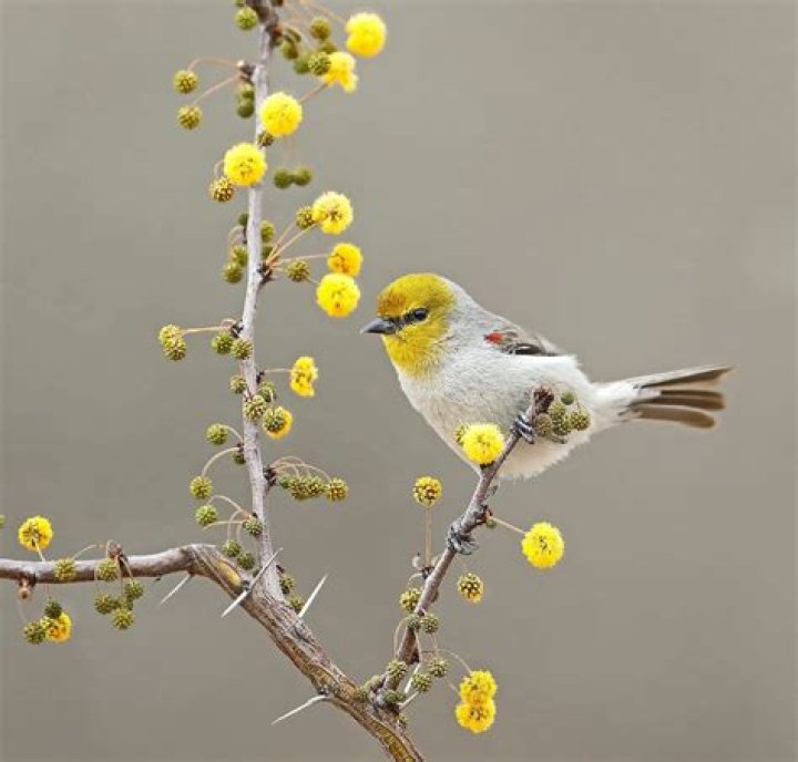 What genus do verdins belong to?