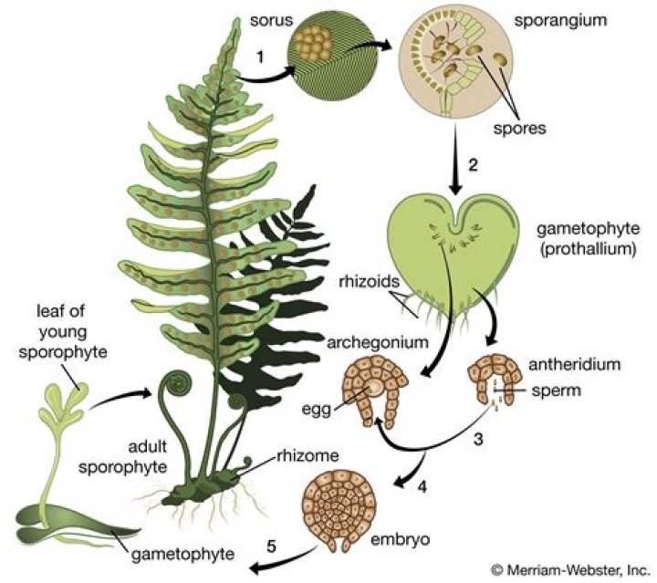 What is a fern seed?