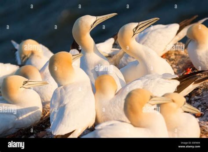 What is a group of gannets called?