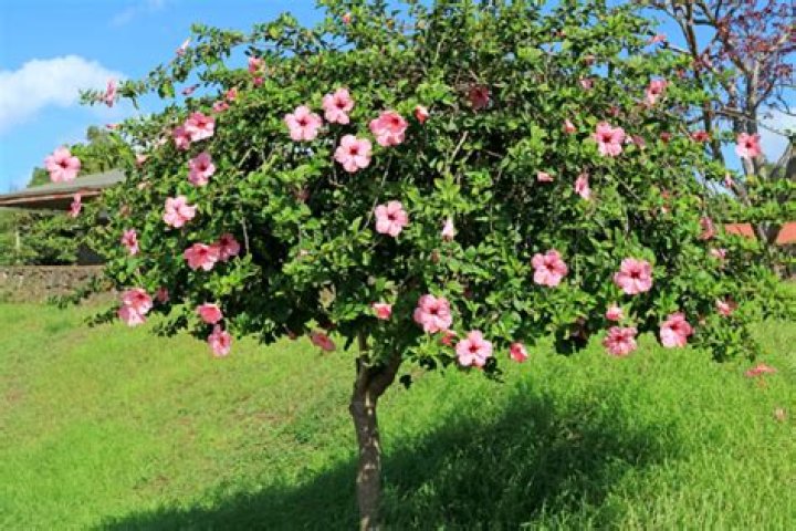 What is a hibiscus tree?
