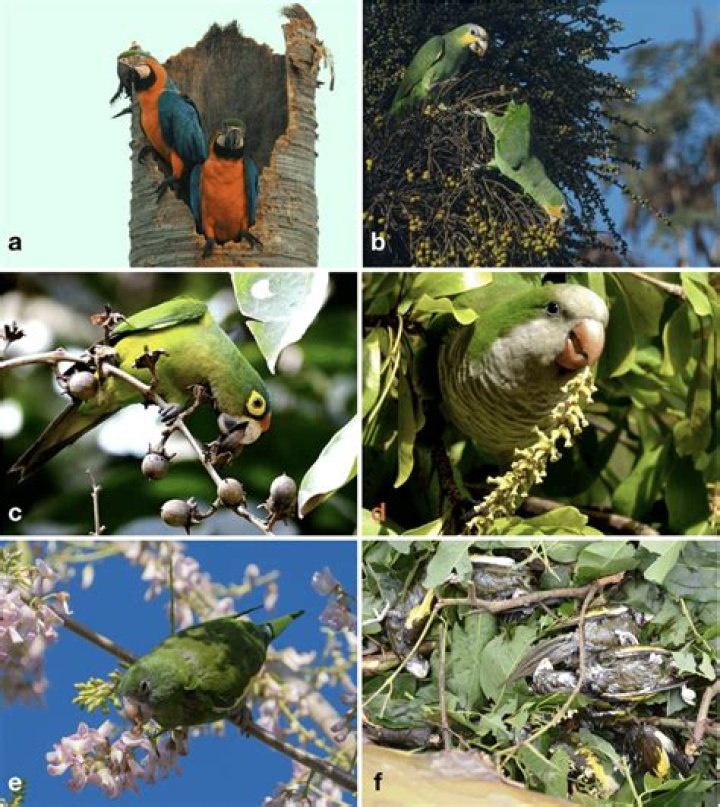 What is a psittaciformes in science?