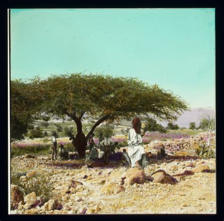 What is a shittah tree?