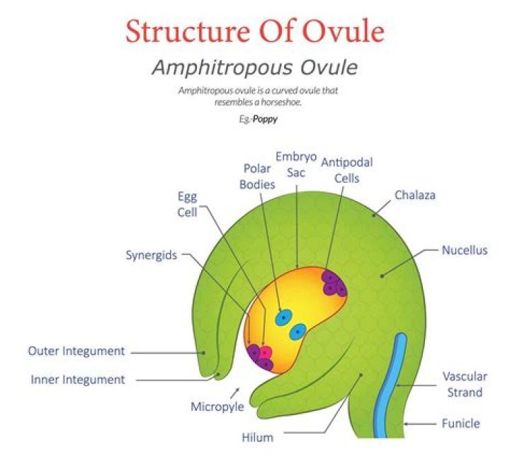 What is amphitropous ovule example?