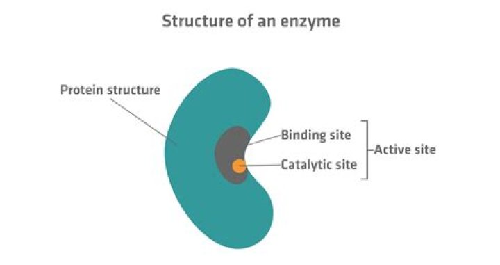 What is an enzyme called?