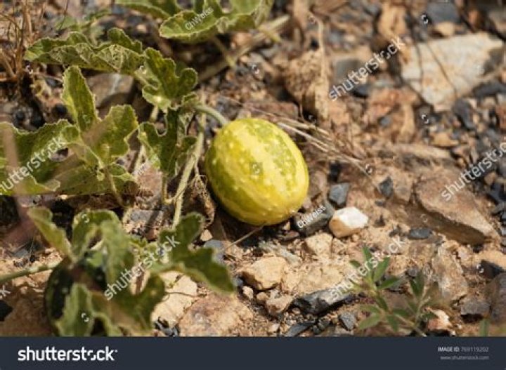 What is coloquintida used for?