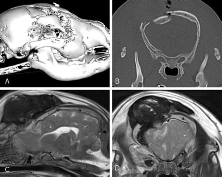What is dog head trauma?