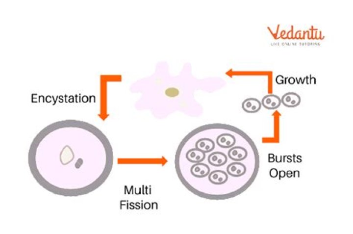 What is encystation in biology?
