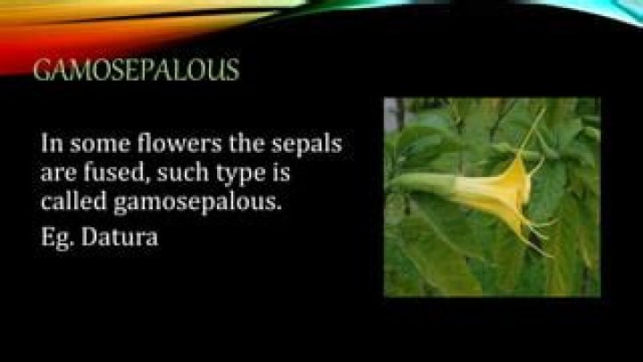 What is gamosepalous flower?
