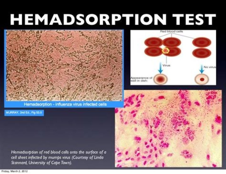 What is hemadsorption test?