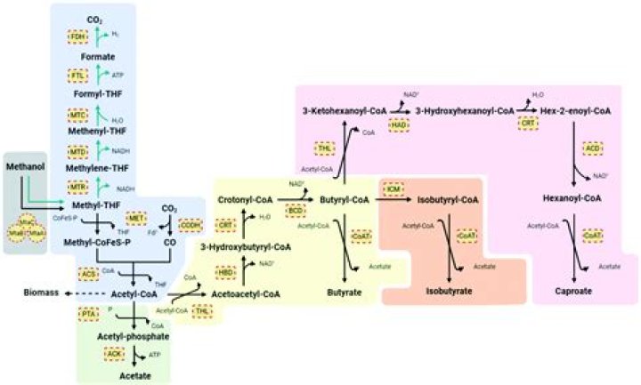 What is isobutyric acid?