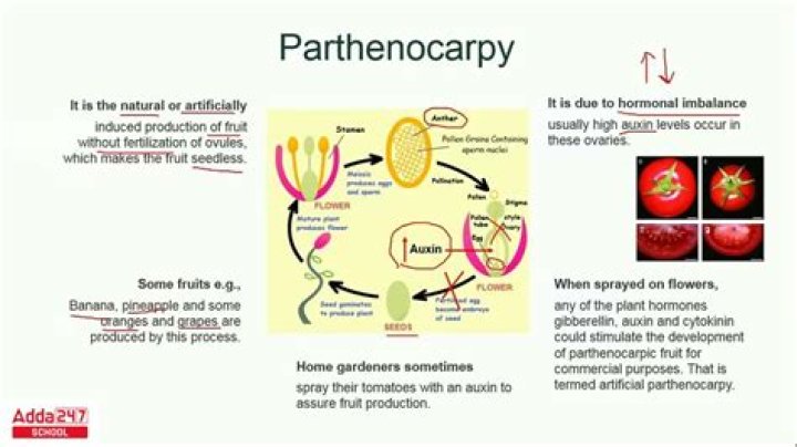 What is meant by parthenocarpy?