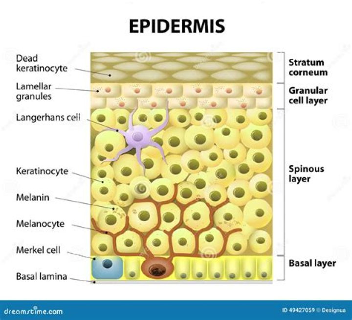 What is nucellar epidermis?
