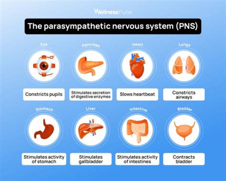 What is parasympathetic activity?