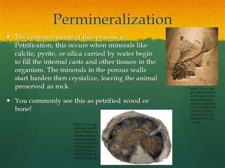What is petrification permineralization?