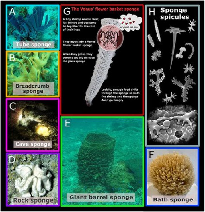 What is sponging in biology?