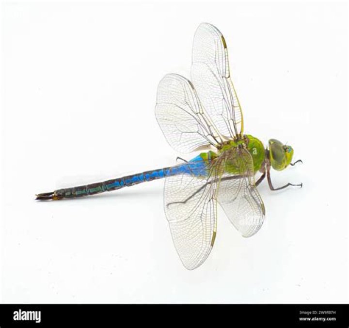 What is the definition of darner?