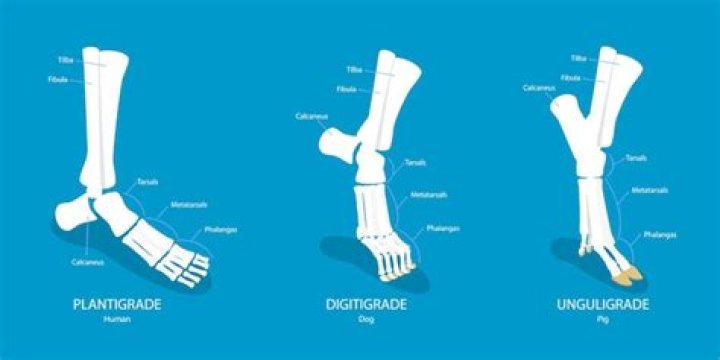 What is the difference between plantigrade and digitigrade?