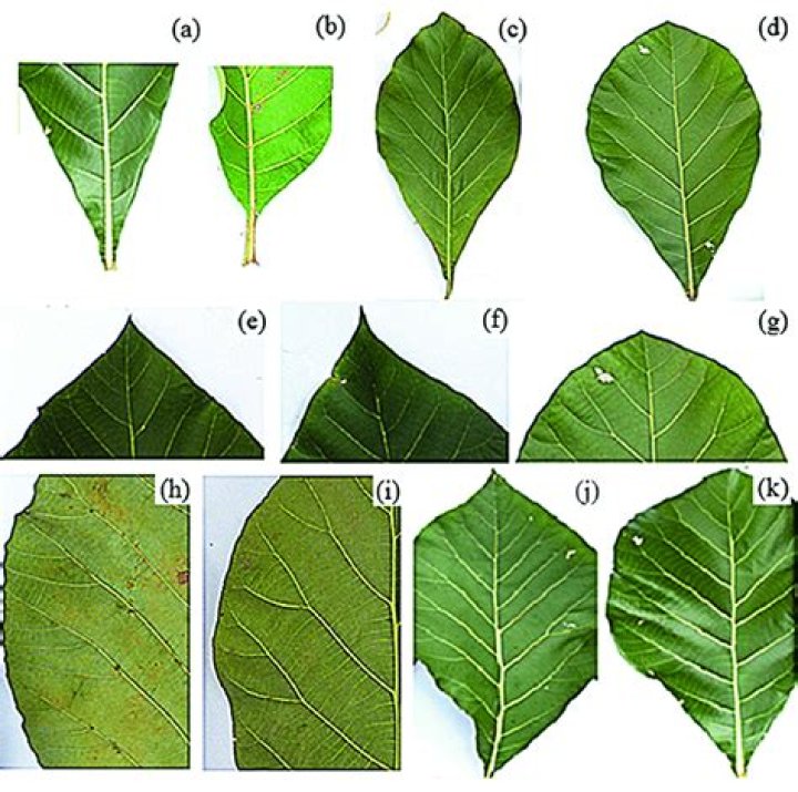 What is the meaning of cuspidate?