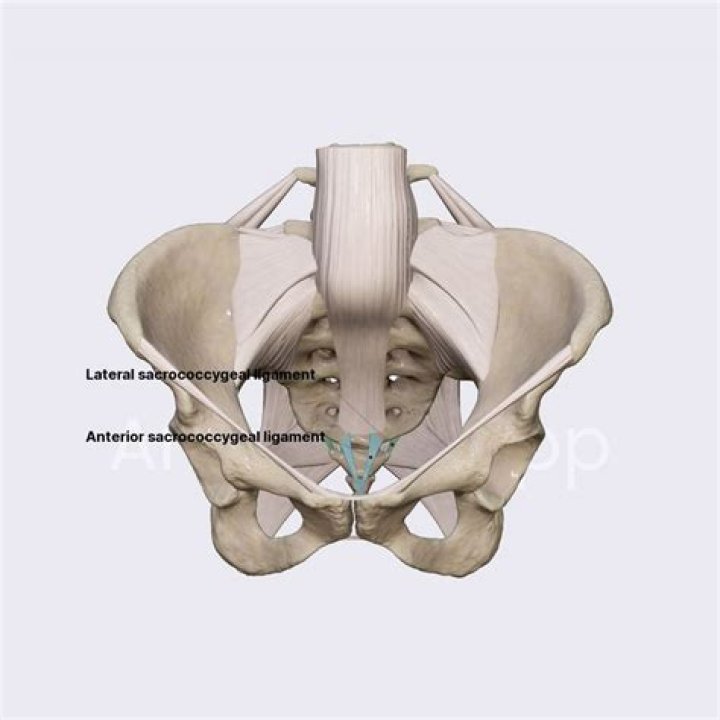 What is the sacrococcygeal area?