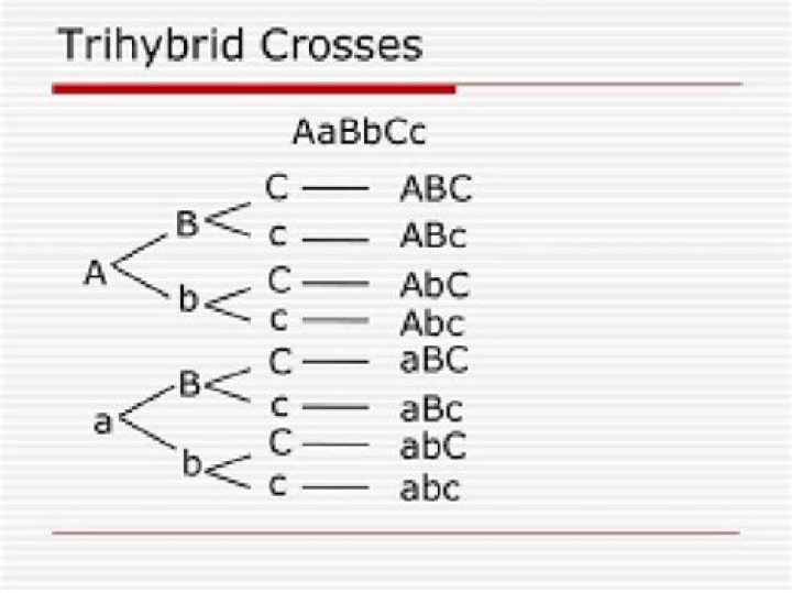 What is trihybrid cross?