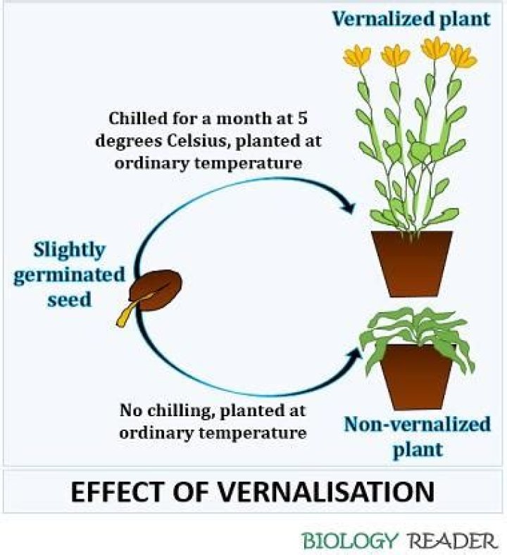 What is vernalization in biology?