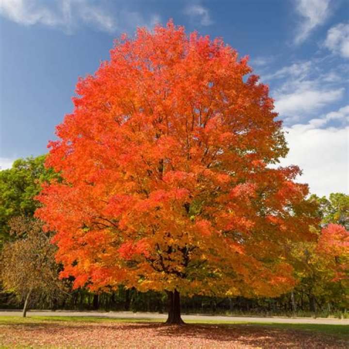 What maples turn red in fall?