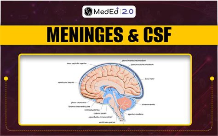 What meningeal layer contains csf?