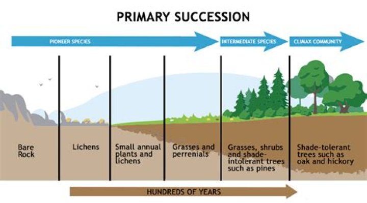 What perpetual succession means?
