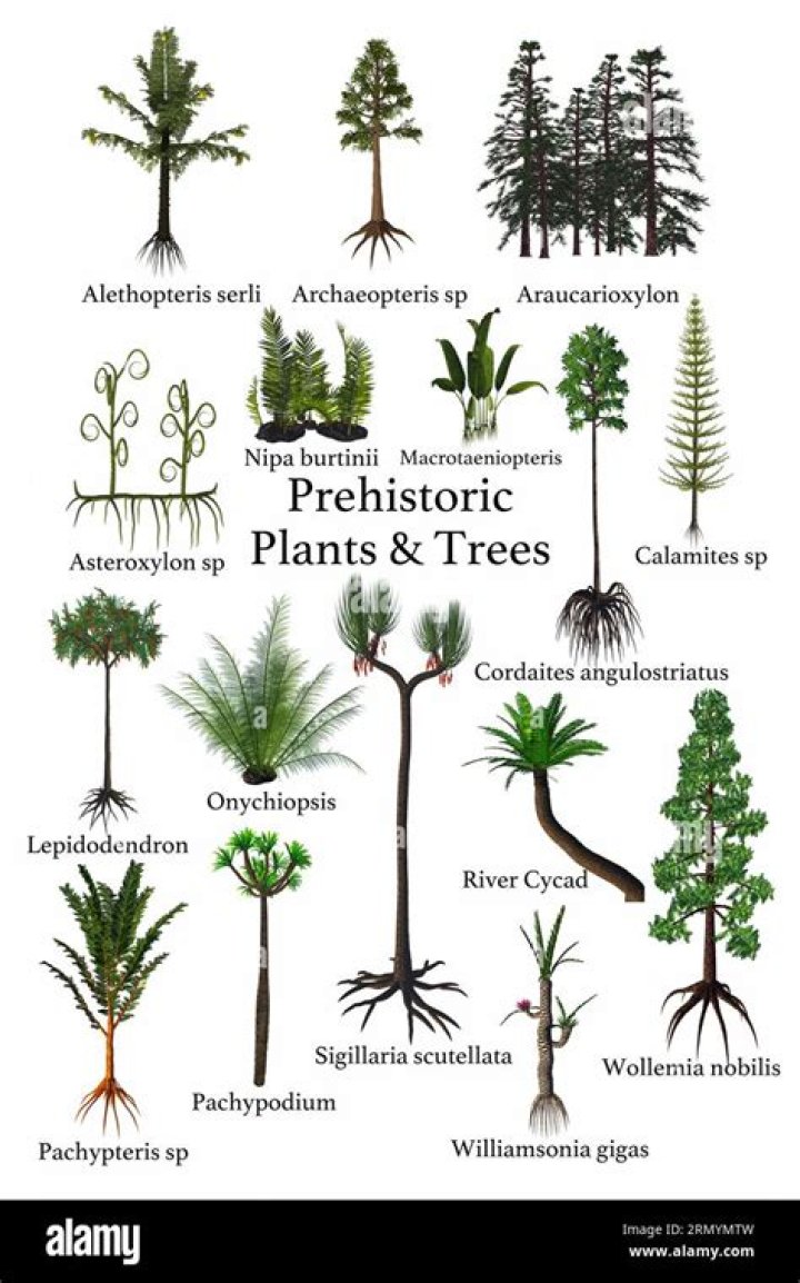 What plants were worshiped in ancient times?