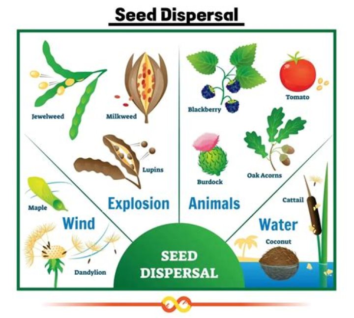 What types of seeds are dispersed by wind?