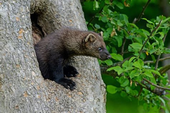 What weasels live in washington state?