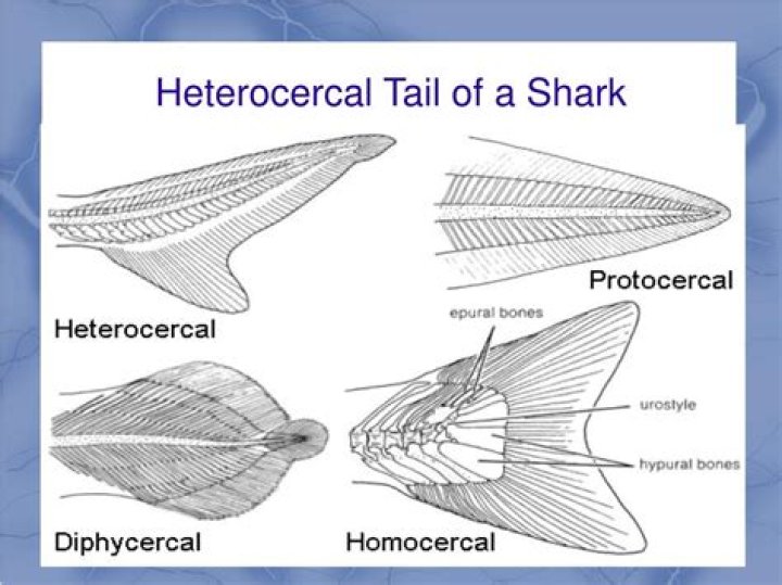 Whats a heterocercal tail?