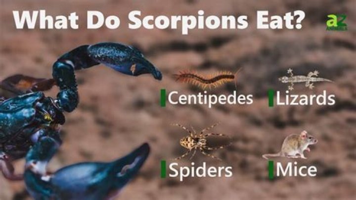 Whats animals eat scorpions?