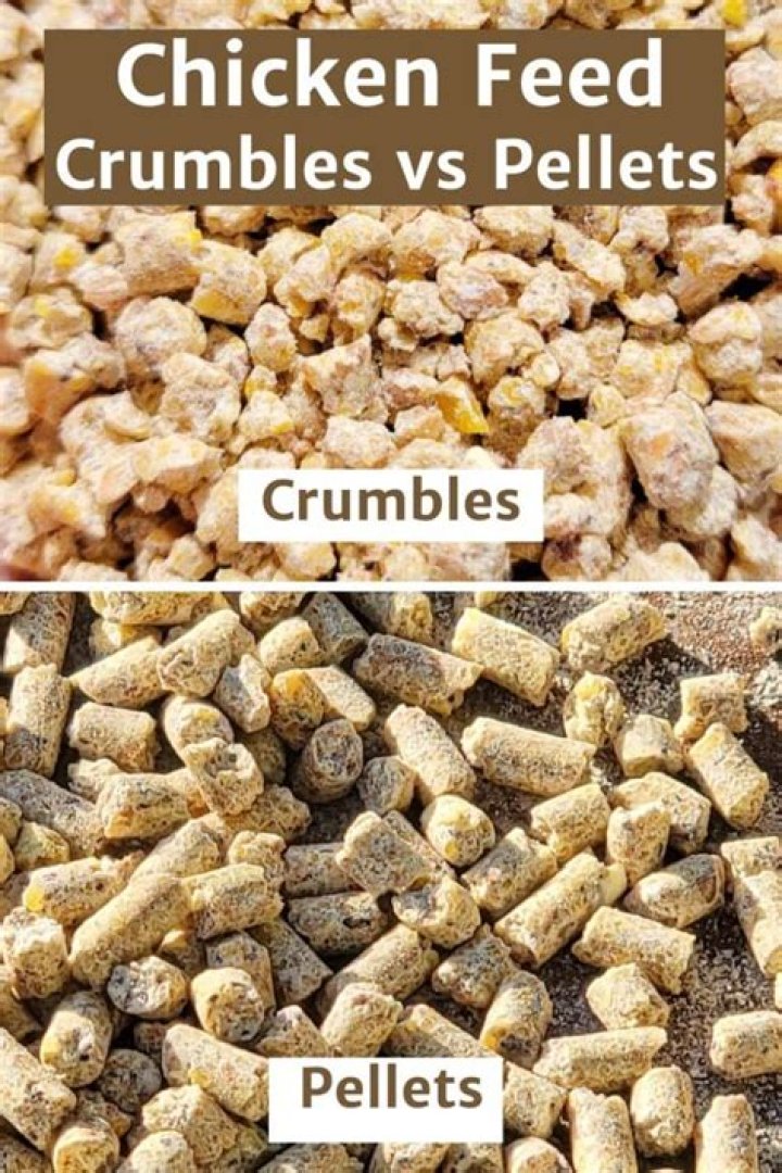 Whats better for chickens pellets or crumbles?