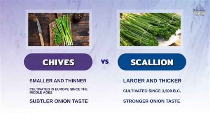 Whats the difference between chives and scallions?