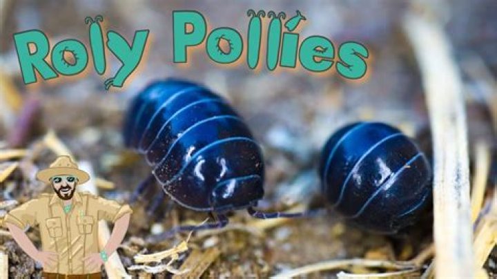 Whats the purpose of a rollie pollie?