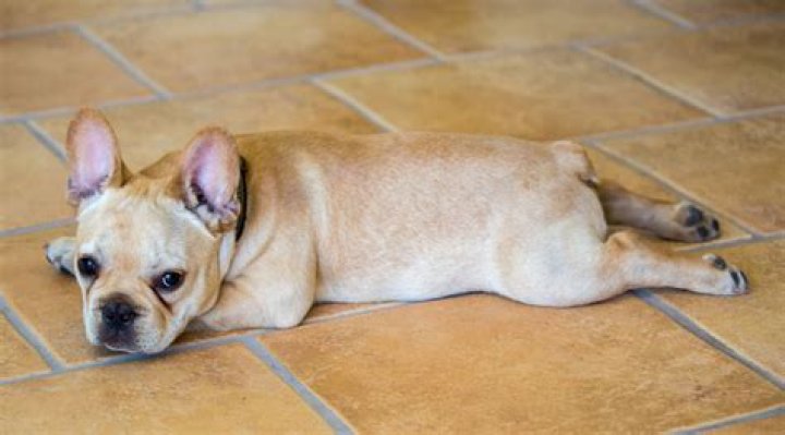 When a dog stretches a lot?