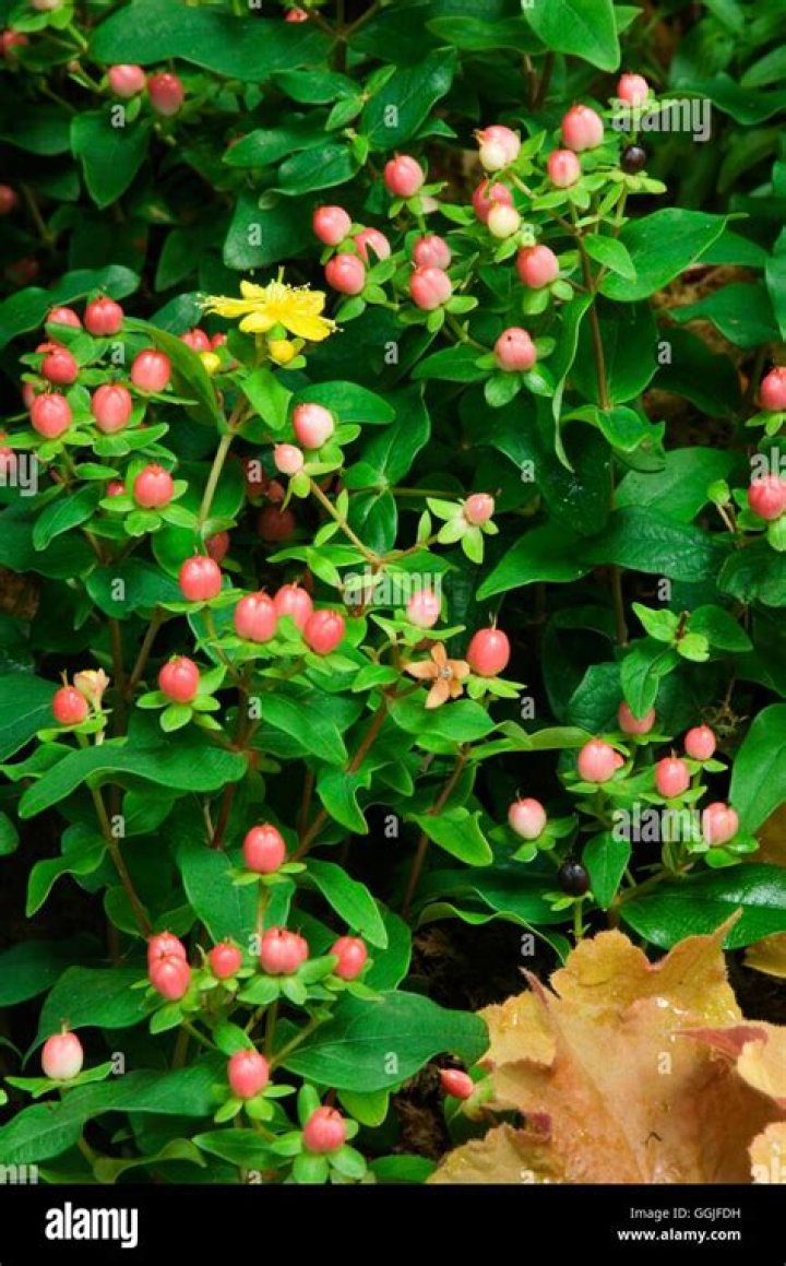 When are hypericum berries in season?