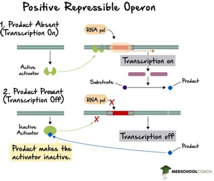 When are operons used?