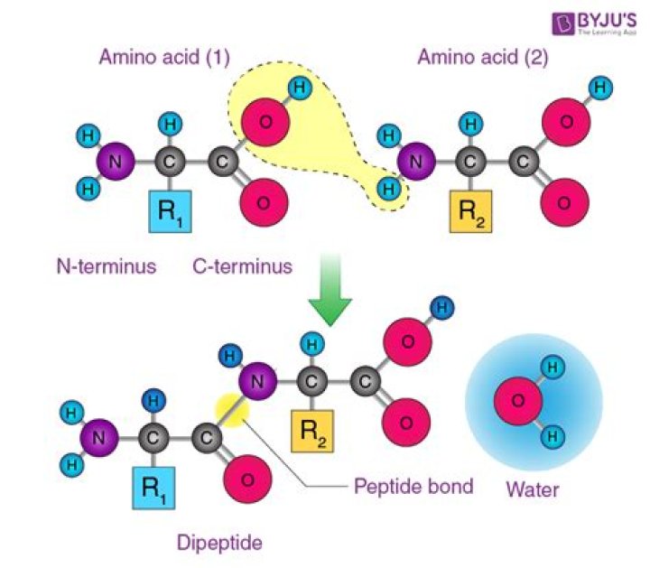 When are peptide bonds formed in protein synthesis?