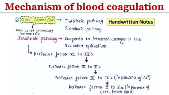 When blood coagulates it separates into what?