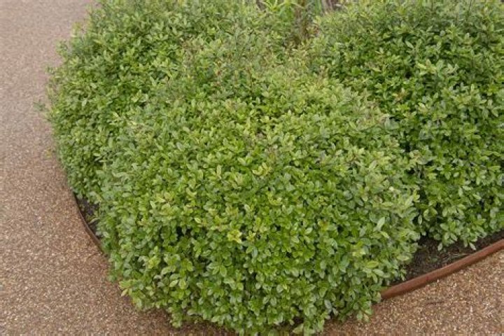 When can i plant pittosporum?