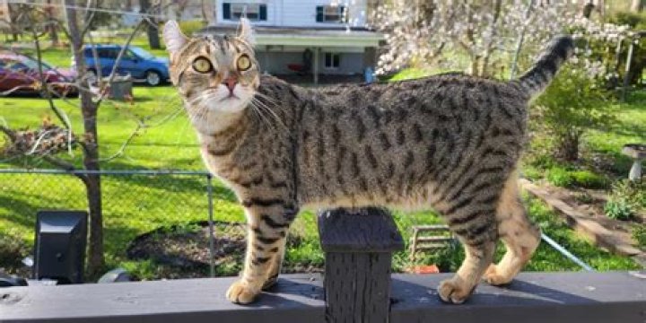 When can kittens walk around the house?