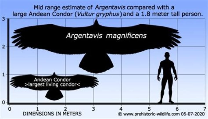 When did argentavis became extinct?