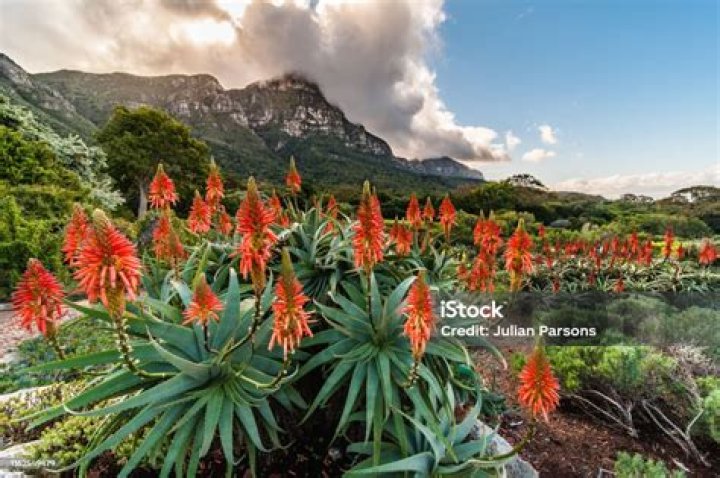 When do aloes flower in south africa?