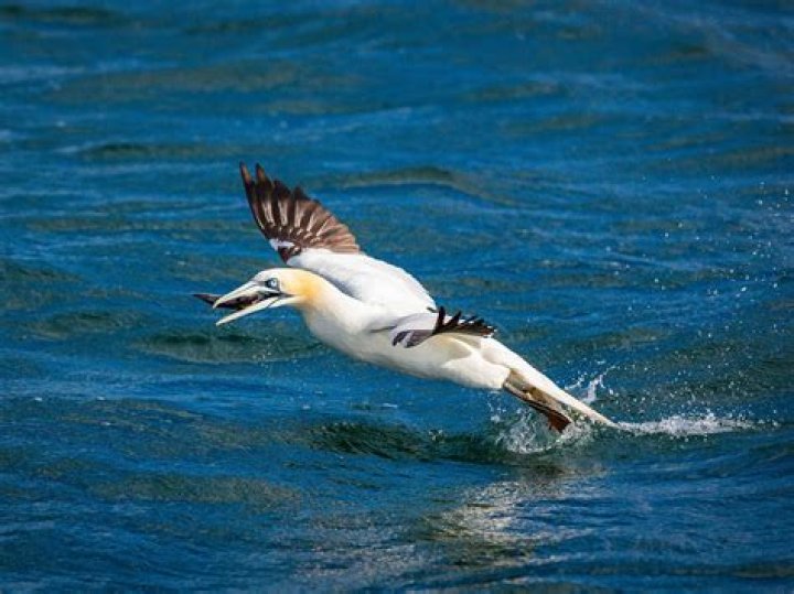 When do gannets migrate?