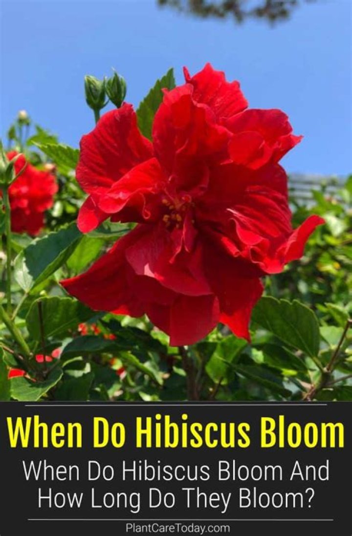 When do hibiscus bloom?
