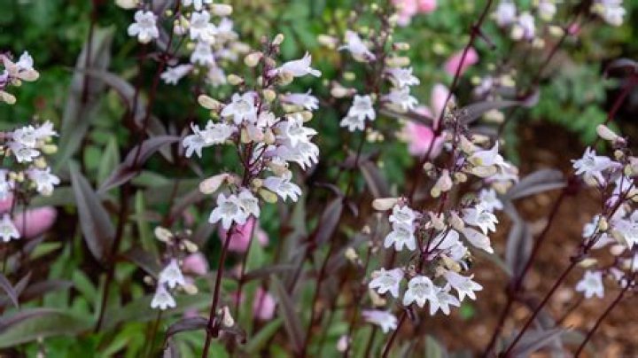 When do you cut down beardtongue?